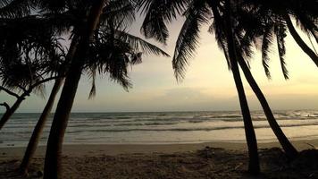mooi zonsondergang met zee strand en kokosnoot palm boom video