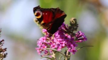 schöner Pfauenaugenschmetterling auf Fliederblüte im Sommer an einem windigen Tag sammelt Nektar und Pollen im Schmetterlingsstrauch, um Fliederstrauch in voller Blüte als Veilchenblüte mit filigranen Flügeln Makro zu bestäuben