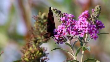 bellissimo pavone occhio farfalla su lilla fiorire nel estate su un' ventoso giorno raccoglie nettare e polline nel farfalla cespuglio per impollinare lilla cespuglio nel pieno fioritura come viola fiorire con filigrana Ali macro video