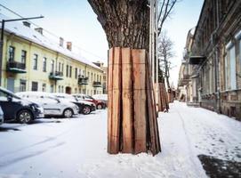 tablas de madera colocadas alrededor de un tronco de árbol y aseguradas con alambre para protegerlas de daños durante la construcción de carreteras en la nieve invernal foto