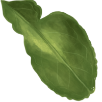 Leaves bergamot watercolour png