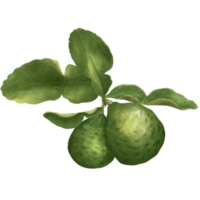 bergamote aquarelle png