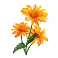 heliopsis, solros, gul blomma illustration png