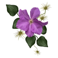 clematis flowers on liana illustration png