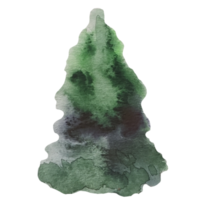 Christmas tree, pine watercolor illustration png