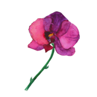 flor de orquídea borgonha png