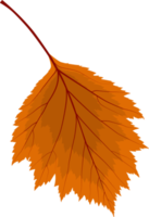 feuilles mortes orange d'automne png