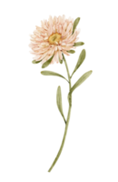 flor de áster suavemente rosa em uma aquarela de fundo branco. pintados à mão para design e convites. png