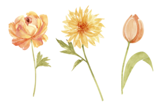 set of watercolor illustrations of yellow flowers on a white background. hand painted for design and invitations. png