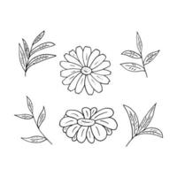 chamomile and tea leaves set hand drawn in doodle style. vector, minimalism, monochrome, scandinavian. icon, sticker vector