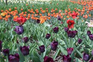 field of tulips photo