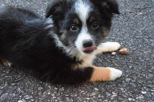 Mini Aussie Australian Shepherd puppy photo