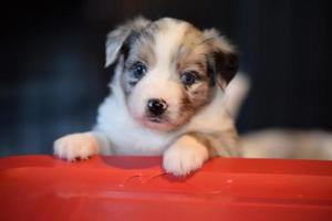 cute mini aussie puppie photo