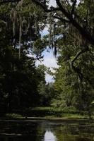 Louisiana swamp wetlands photo
