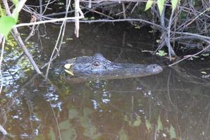 alligator in the bayou photo