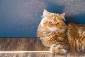 The yellow Persian cat lying on the floor. photo