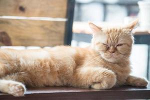 The yellow cat sleeping. photo