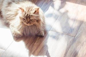 gato persa amarillo con sombra en el suelo. foto