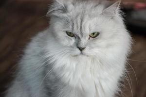 el gato persa blanco parece enojado. foto