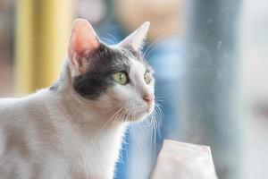 Close up of domestic Thai cat. photo