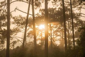The beautiful sunlight with pine tree forest of Phu Kradueng National Park in Loei province of Thailand.