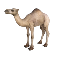 ilustração de modelo de camelo de renderização 3D png