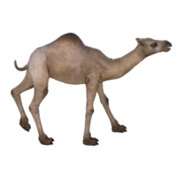 Ilustración de modelo de camello de renderizado 3D png