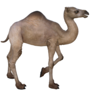 3d render camel model illustration png