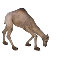 3d render camel model illustration png