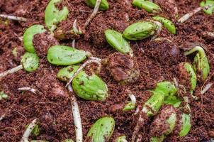 brotes de frijol de racimo torcido o parkia speciosa que crecen en suelo mezclado con fibra de coco foto