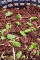 Twisted Cluster Bean Sprouts or Parkia Speciosa Growing in Soil Mixed with Coconut Fiber photo