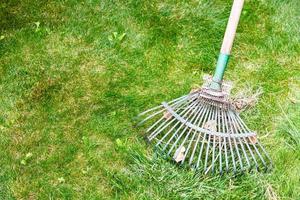 cleaning green lawn from leaves by rake photo