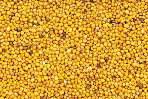 background - many yellow seeds of mustard photo