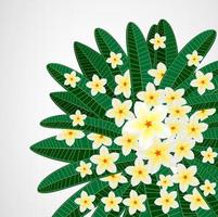 Tropical leaves with plumeria flowers on isolate background. vector