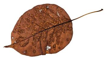 back side of decayed holey leaf of pear tree photo