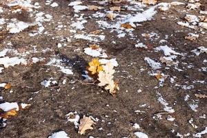 fallen oak leaves and snow on ground of park photo