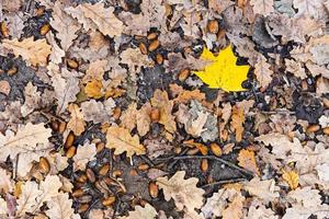 yellow maple leaf between dried brown oak leaves photo