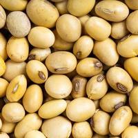 raw dried soybeans close up photo