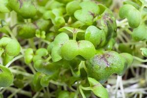 foliage of green mustard cress close up photo