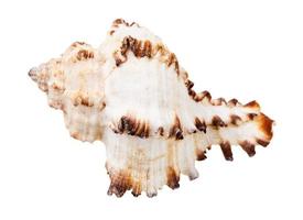 concha blanca de molusco aislado en blanco foto