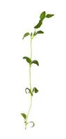 separate twig of fresh thyme herb isolated photo