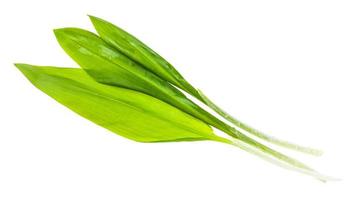 three twigs of fresh wild garlic ramson isolated photo