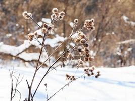 dried thistle at the edge of forest in winter photo