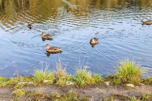 varios patos nadan cerca de la costa del estanque en el parque de la ciudad foto