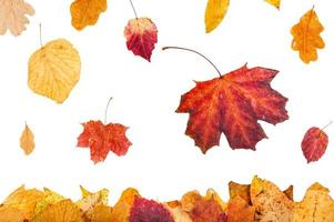 yellow and red leaves falling on leaf litter photo