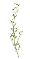 twig with buds of fresh marjoram herb isolated photo