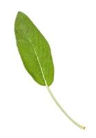 green leaf of sage salvia herb isolated photo