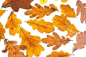 dried autumn oak leaves photo