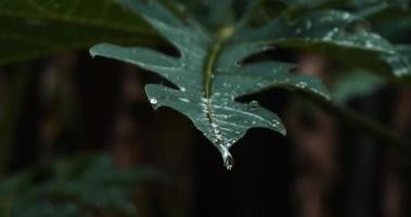 les gouttes de pluie coulent le long de la feuille de la plante. feuille verte avec des gouttes. nature, pluie, forêt, jungle, tropiques video