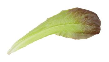 hoja fresca de lechuga romana aislada foto